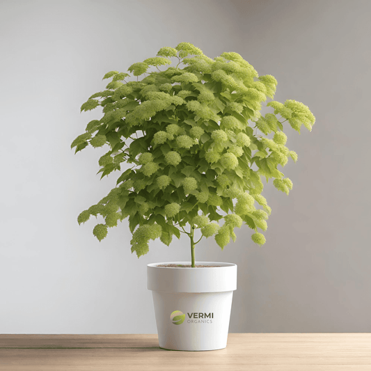 American linden Plant