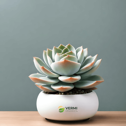 Echeveria big lotus Succulent Plant