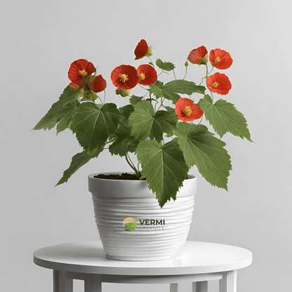 Abutilon X Hybridum Plant