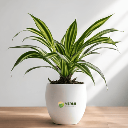 Dracaena Mahatma Varigated Plant