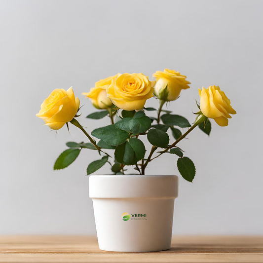 Miniature Rose, Button Rose (Yellow) - Plant