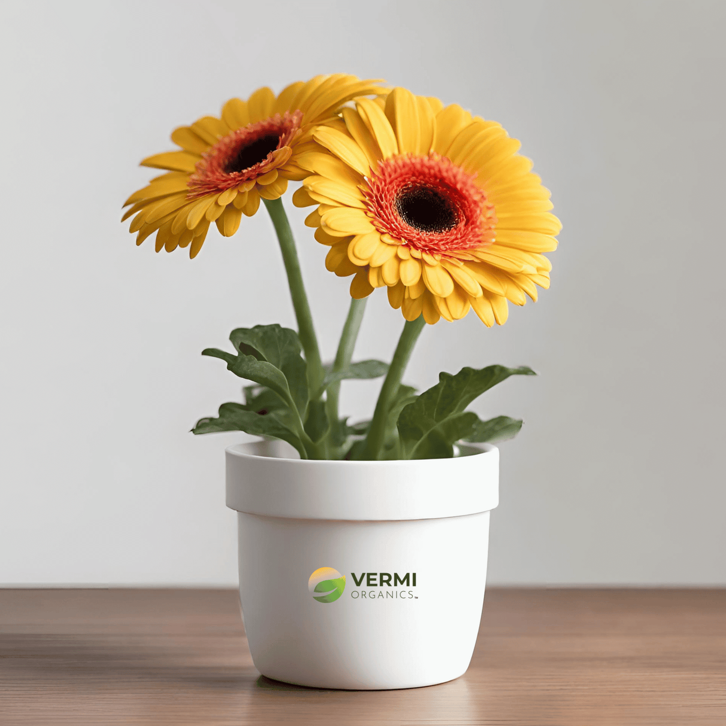 Gerbera (Yellow) - Plant