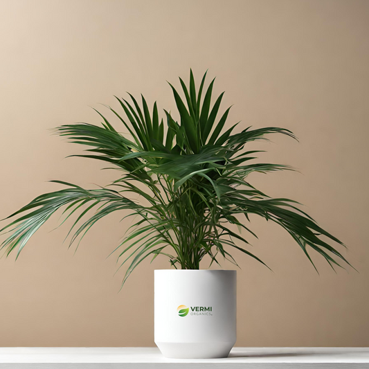 Royal Palm, Roystonea regia - Plant