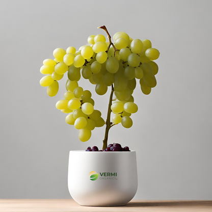 Grape Angoor (Seedless) Plant