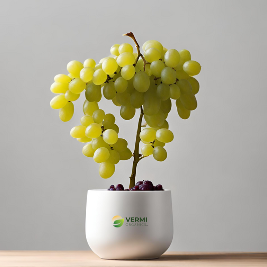 Grape, Angoor (Seedless) - Plant
