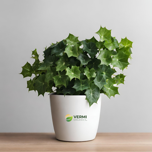 Hedera Helix English Ivy Plant