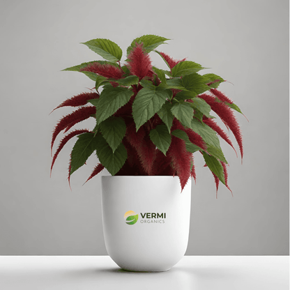 Acalypha Hispida Rubra Plant