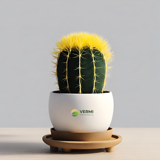 Moon Cactus (Grafted, Yellow) - Cactus Plant