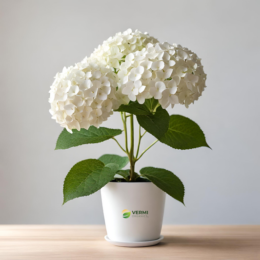 Hydrangea Arborescens Smooth (White) Plant