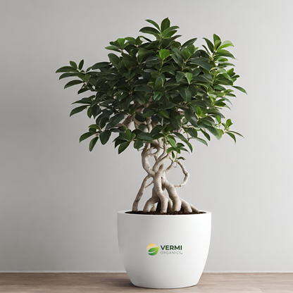 Ficus Multiroots 190cm Plant