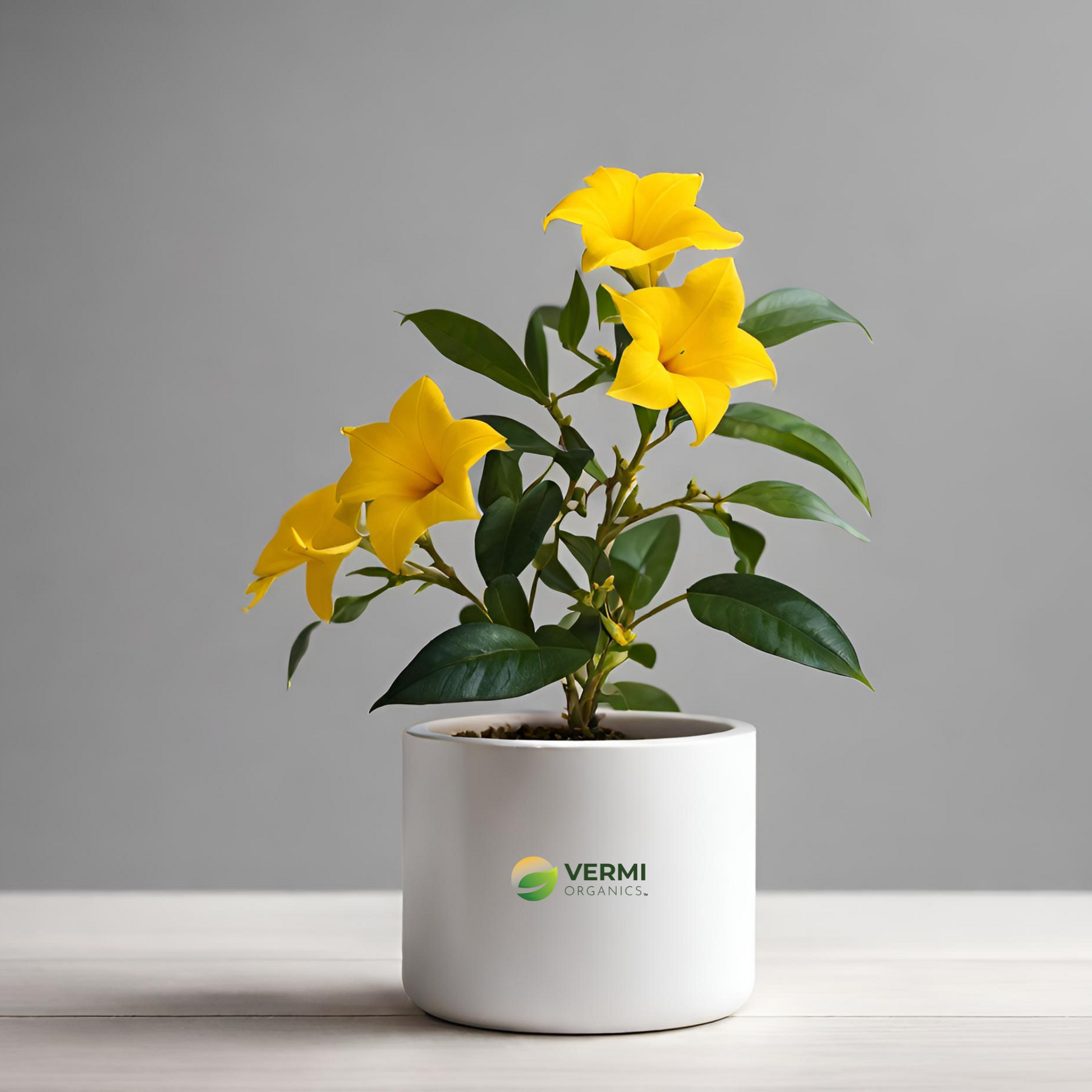 Mandevilla (Yellow) Plant