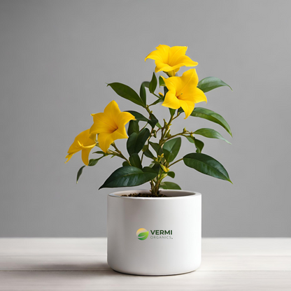 Mandevilla (Yellow) Plant