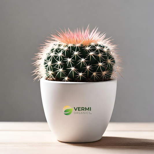 Mammilaria elongata Copper Cactus Plant