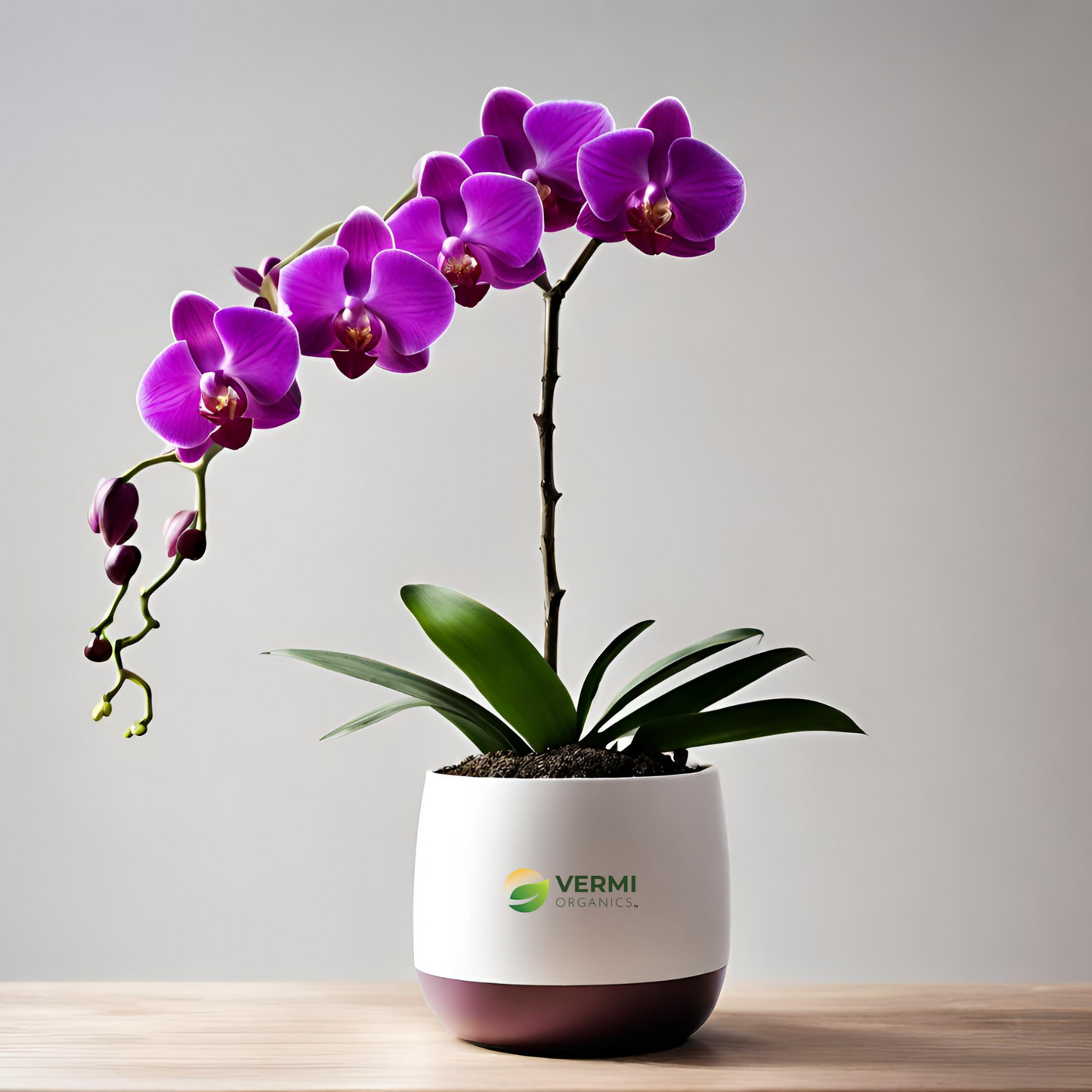 Orchid Dendrobium (Wine Colour) Plant