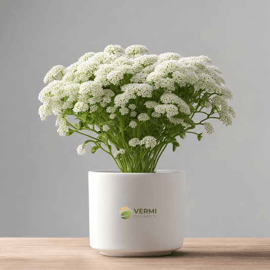 Alyssum (Any Color) Plant