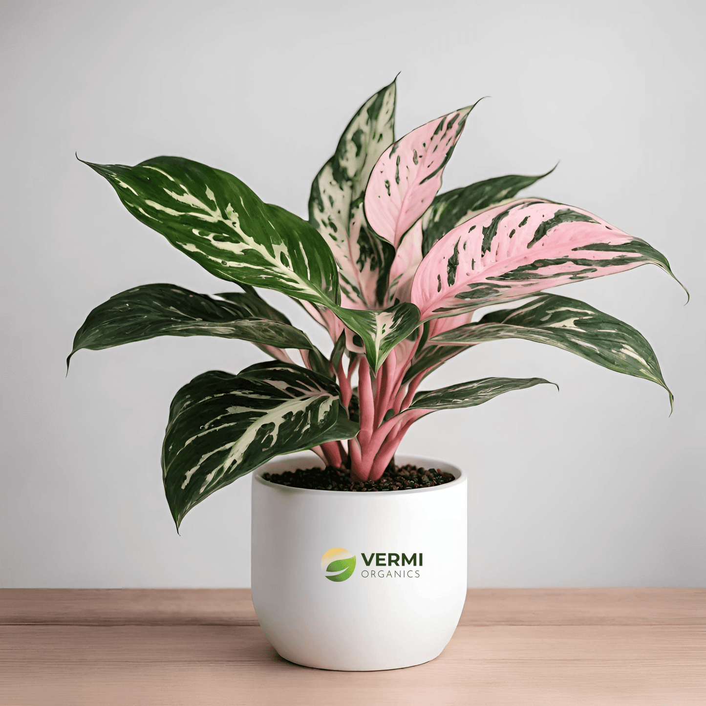 Aglaonema Dud Anyamanee, Aglaonema Anyamanee (Green, Pink) - Plant