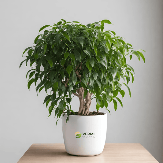 Ficus Benjamina Weeping Fig Plant