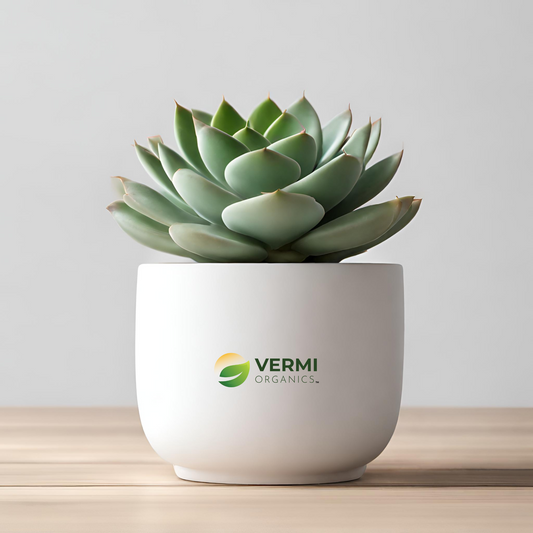 Pachyveria Bea Succulent Plant