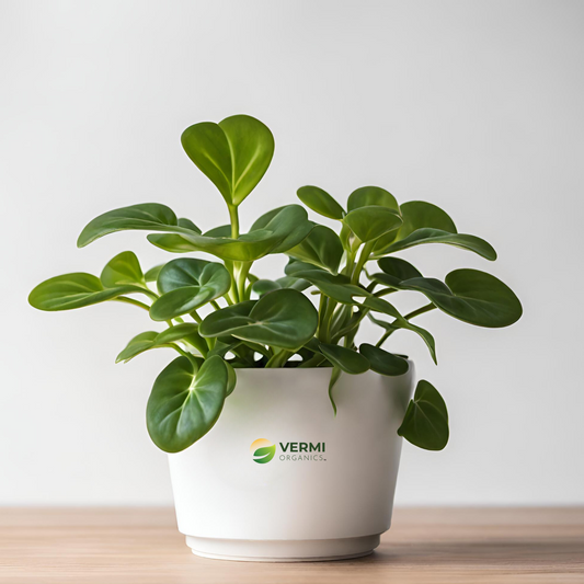 Peperomia pellucida Plant