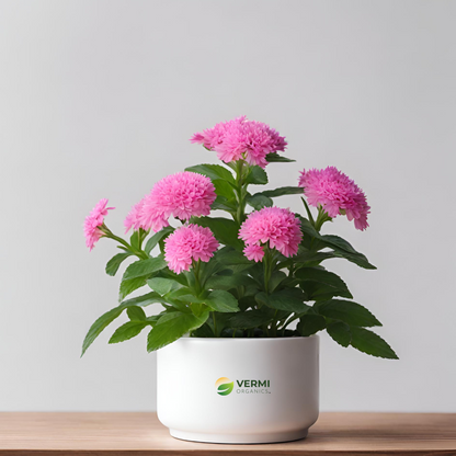 Stachytarpheta (Pink) Plant