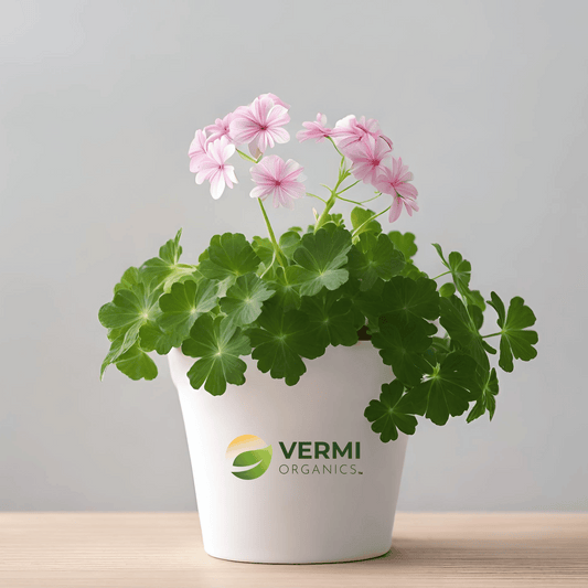 Geranium Ivy, Geranium (White) Plant