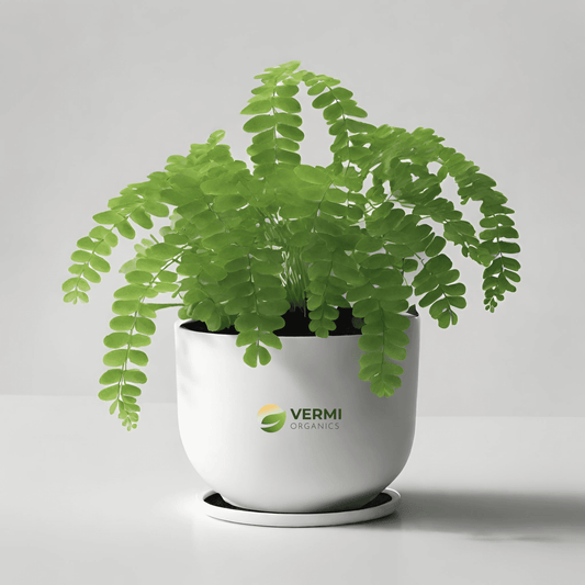 Adiantum Tenerum Plant