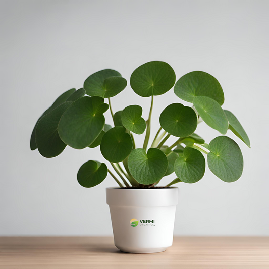 Pilea Artillery Pilea Microphylla Plant