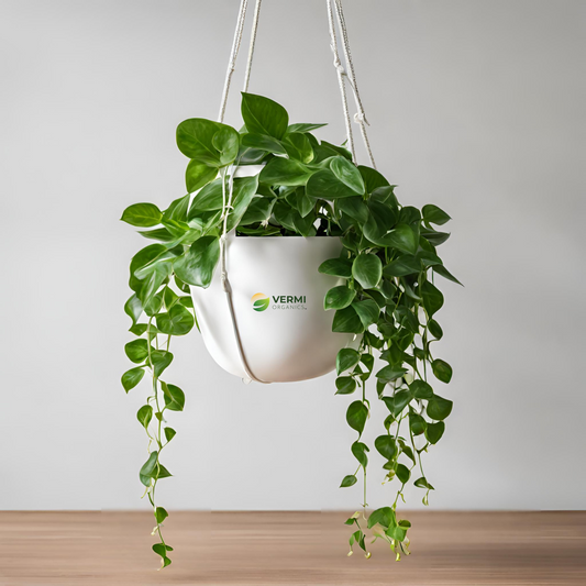 Money plant marble prince, Scindapsus n joy (Hanging Basket) - Plant