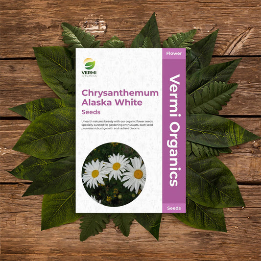 Chrysanthemum Alaska Daisy White - Flower Seeds pack of 50