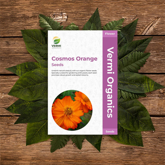 Cosmos Showy Flower Orange - Flower Seeds pack of 20