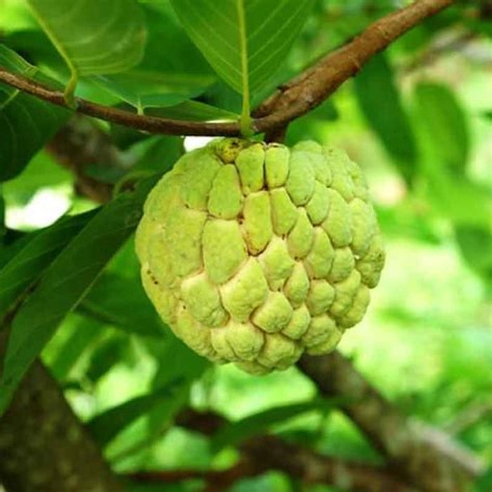 Annona Hanuman Phal (Grafted) Plant