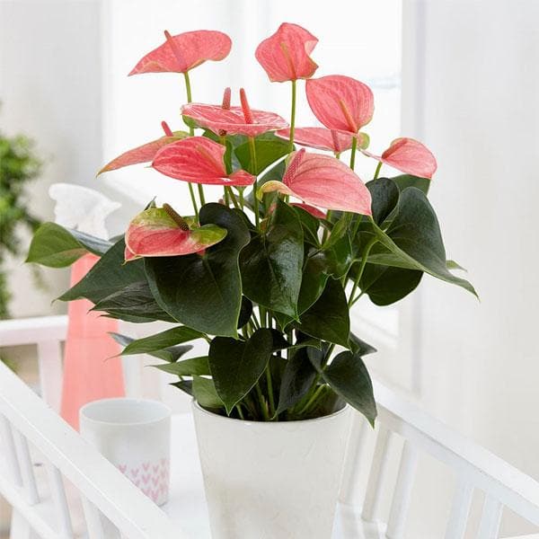 Anthurium (Pink) Plant