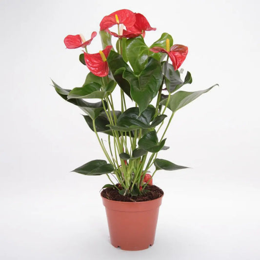 Anthurium (Red) Plant