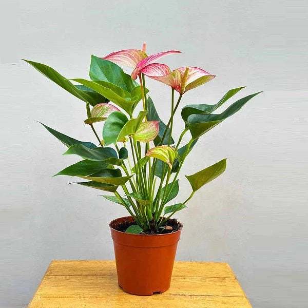 Anthurium (Tricolor) Plant