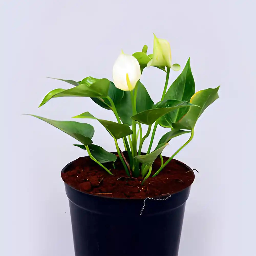 Anthurium (White) Plant