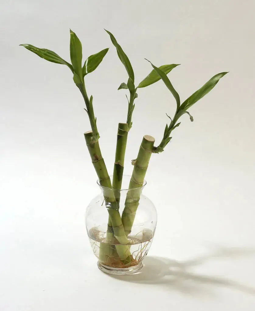 3 Lucky Bamboo Stalks (A Symbol of Happiness) Plant