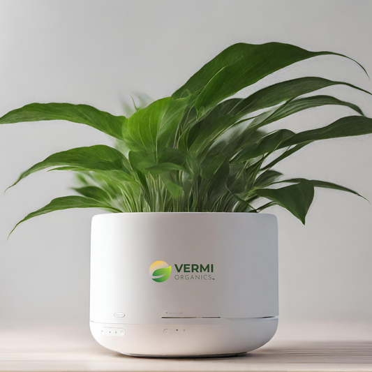 Natural Air Purifier Plants for Summer Cooling - Plant