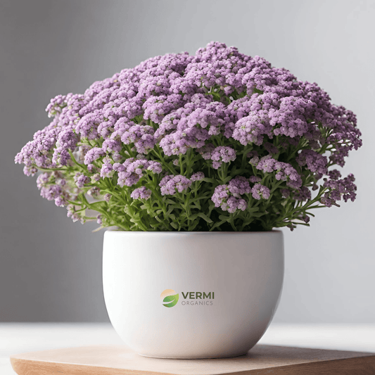 Alyssum (Lavender) Plant