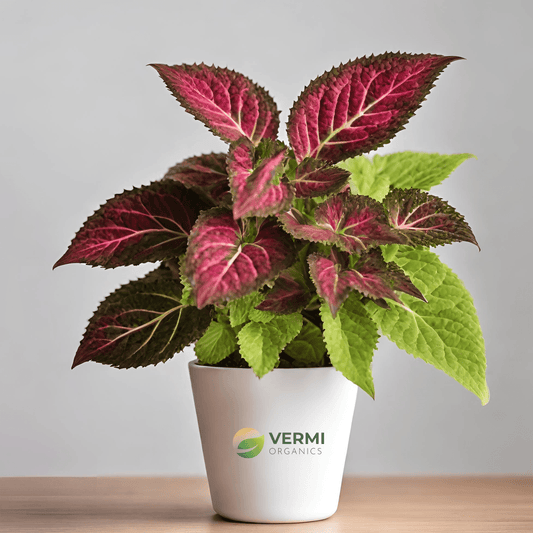 Coleus (Green Pink) Plant