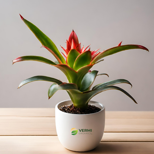 Neoregelia carolinae tricolor Plant