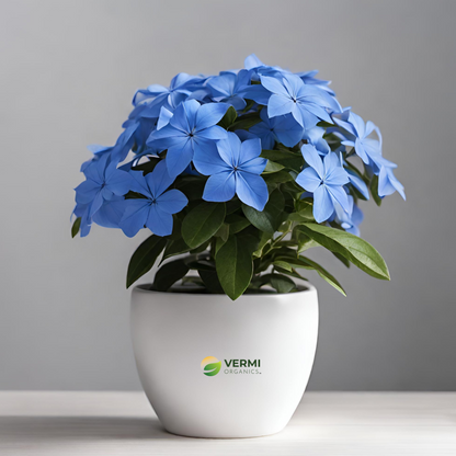 Plumbago (Blue) Plant