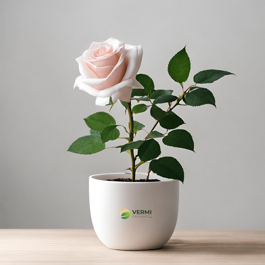 Rose (Any Color) - Plant