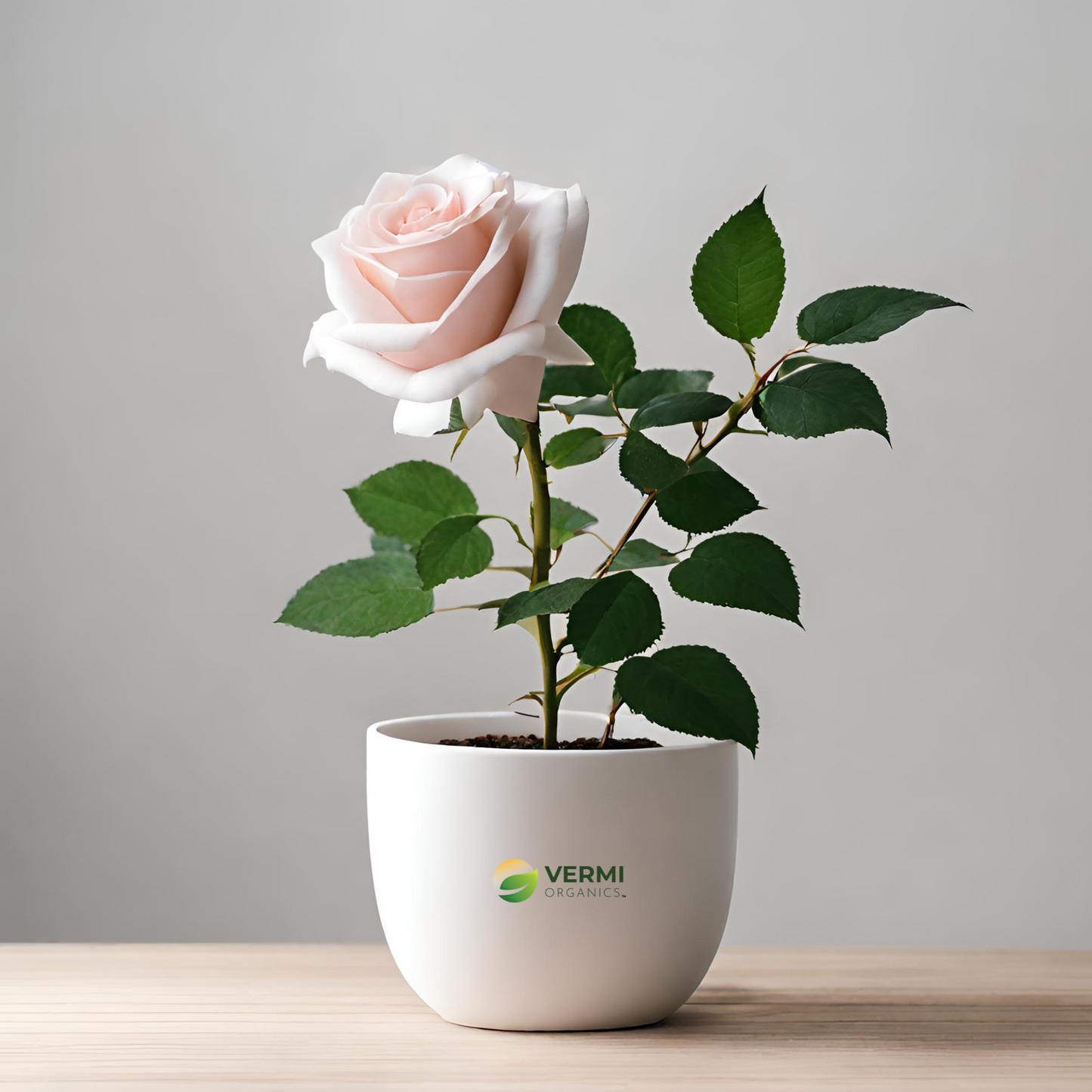 Rose (Any Color) Plant