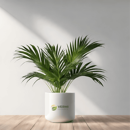 Cluster Palm - Plant