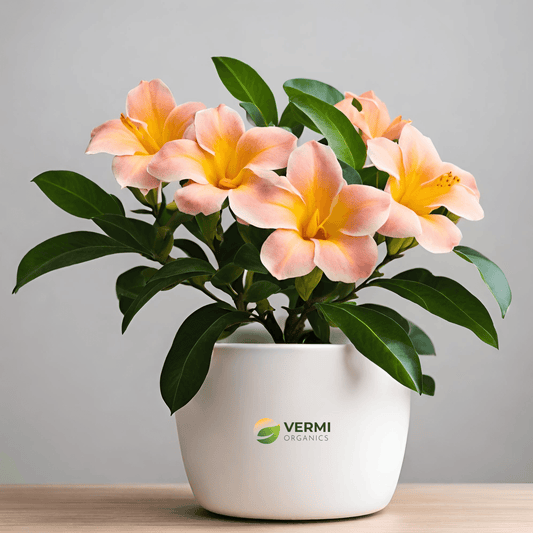 Allamanda Tiger (Peach Orange) Plant