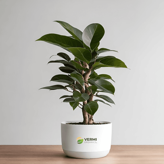 Ficus Amstel Plant