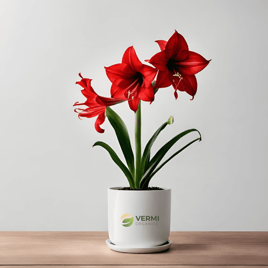 Amaryllis Lily (Any Color) Plant