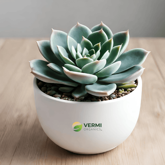 Echeveria Perle Von Succulent Plant