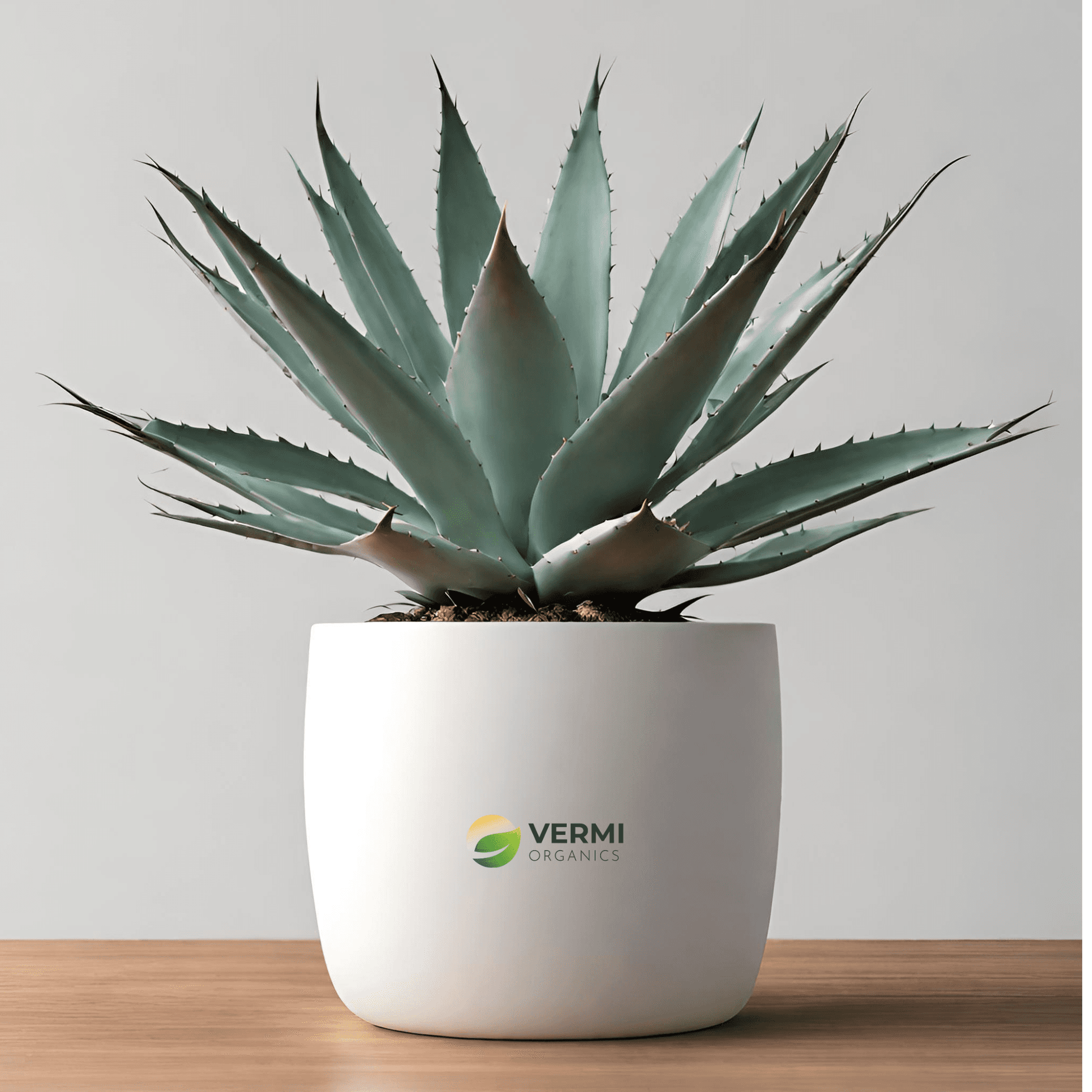 Agave Furcraea gigantea Succulent Plant