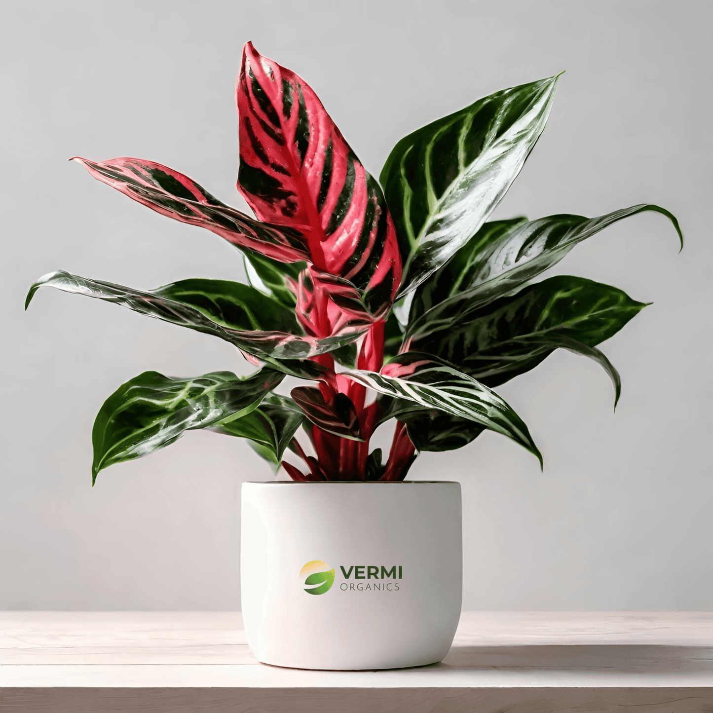 Aglaonema Siam Aurora lipstick Plant